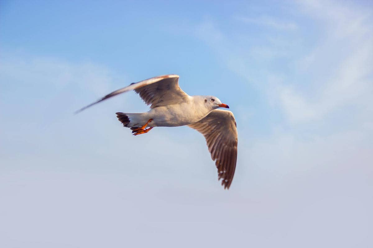 Kenapa Burung Sering Menabrak Kaca Jendela? Ini Penjelasannya