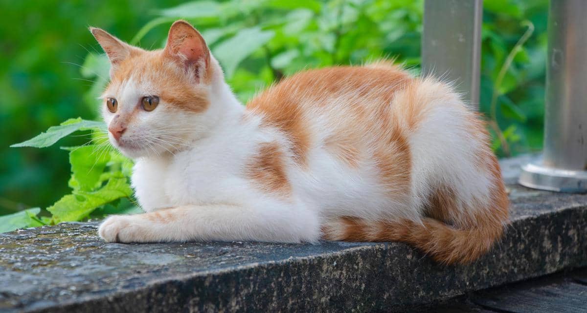 Kucing