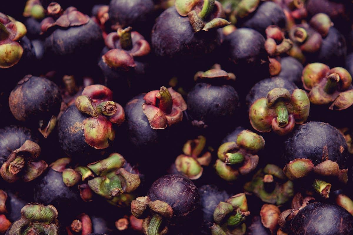 ilustrasi pilih buah manggis dengan kulit berwarna ungu pekat 