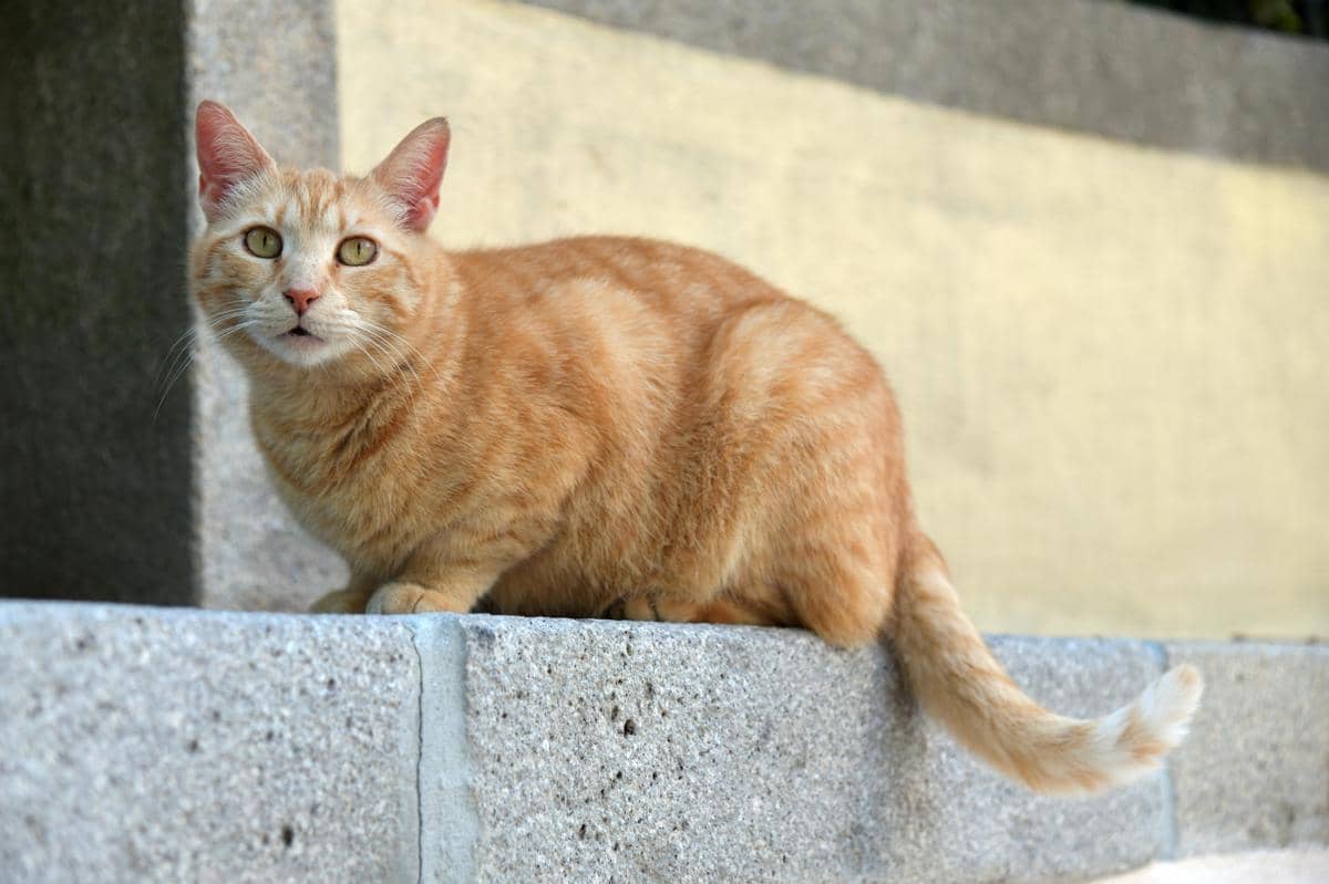 Apakah Ekor Kucing Bisa Lepas? Ini Penjelasannya!