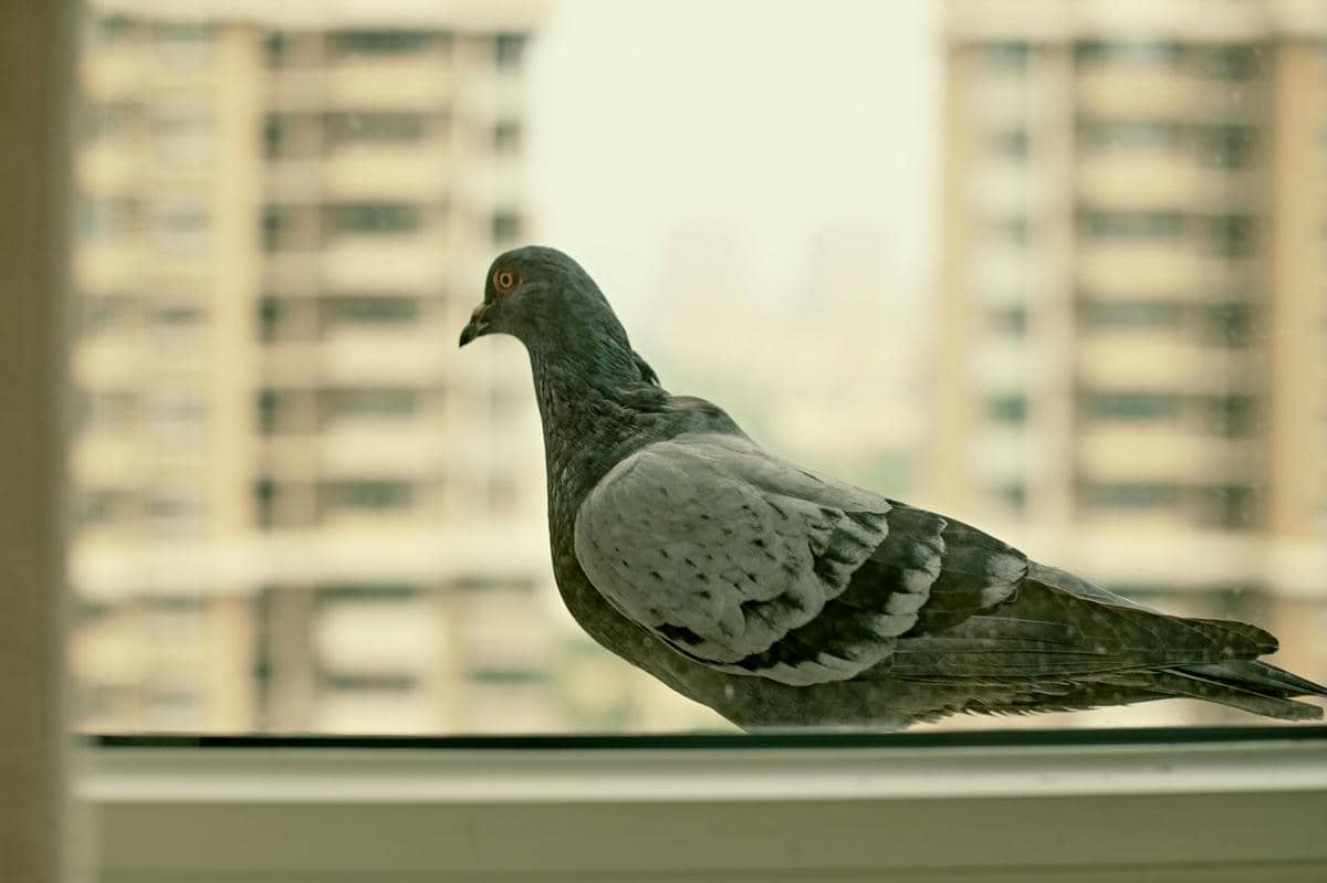 Burung