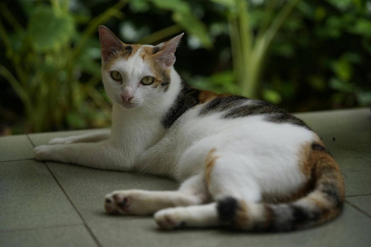 Kucing 