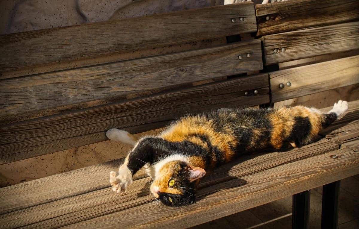 Kucing meregangkan tubuhnya