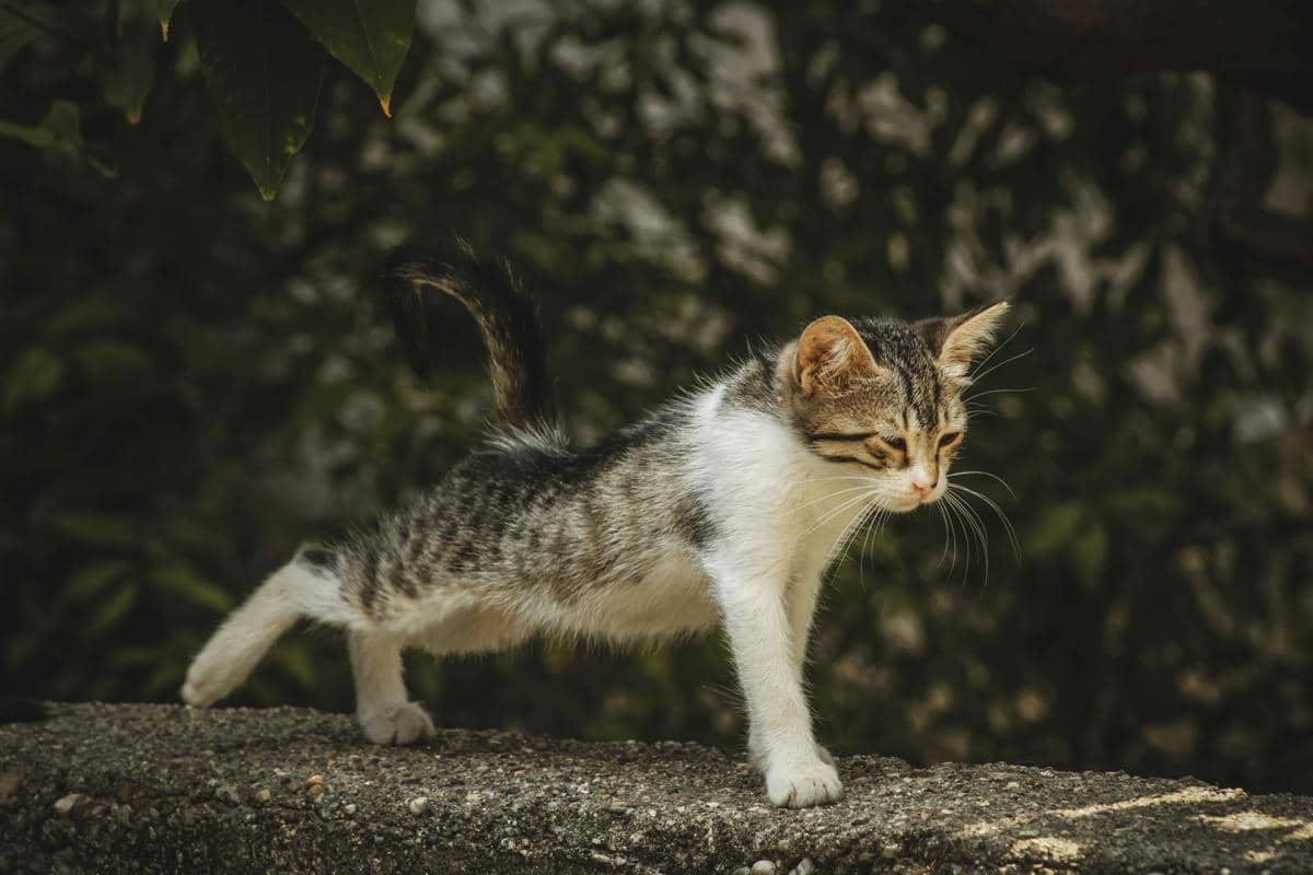 Kucing meregangkan tubuhnya