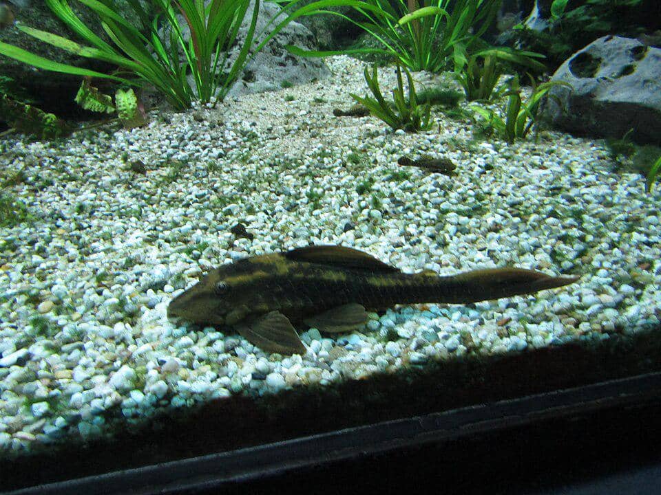 ikan sapu-sapu di akuarium Tierpark Hellabrunn