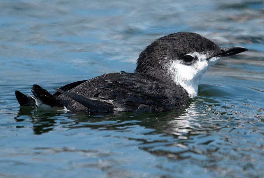 burung guadalupe murrelet