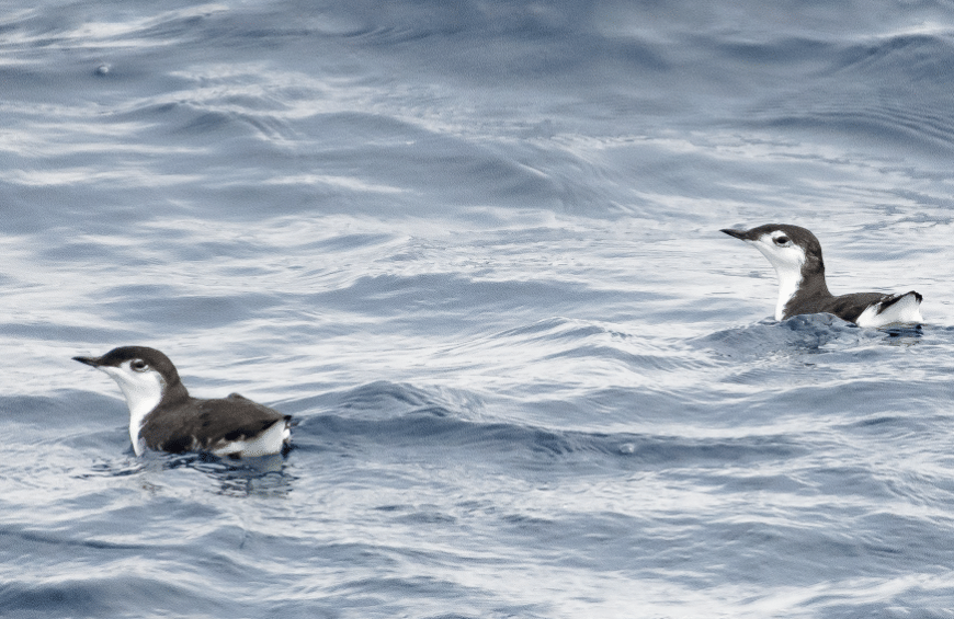 burung guadalupe murrelet