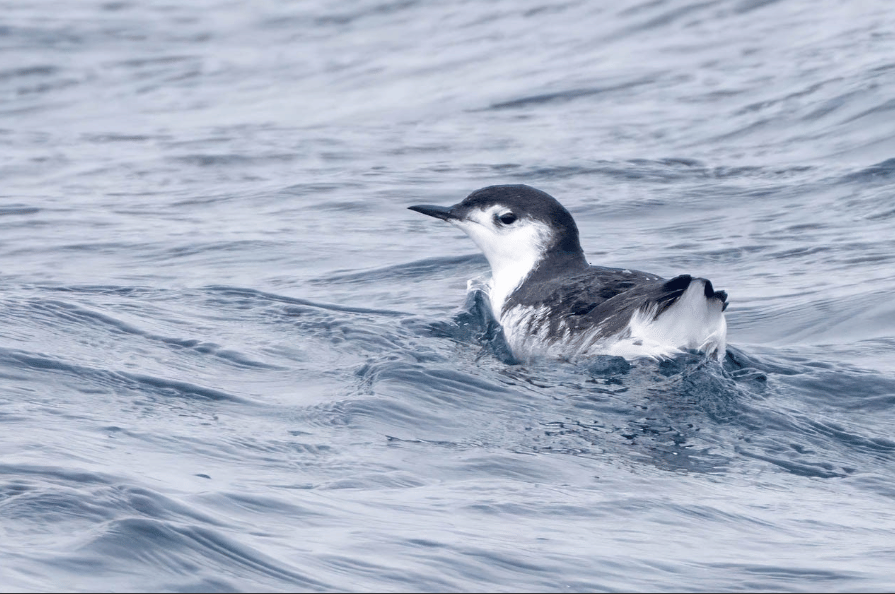 5 Fakta Guadalupe Murrelet, Burung Laut Mini dengan Adaptasi Unik