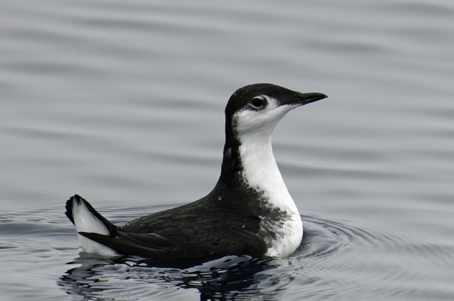 burung guadalupe murrelet