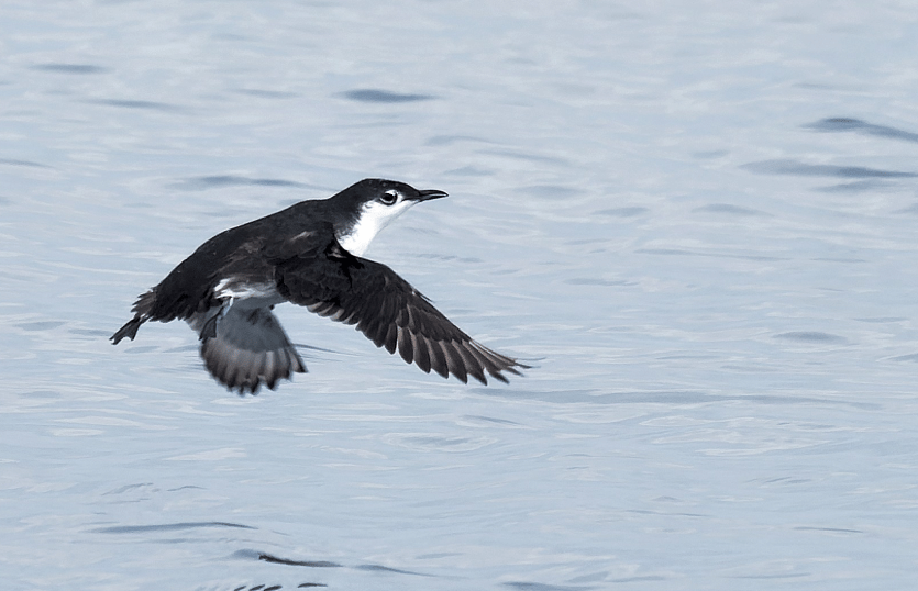 burung guadalupe murrelet