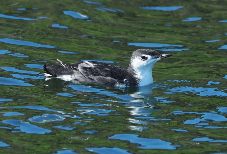 burung guadalupe murrelet