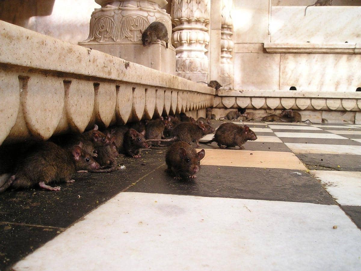 Kasus Hantavirus Ada di Indonesia, Sudah Ditemukan Sejak 1980-an