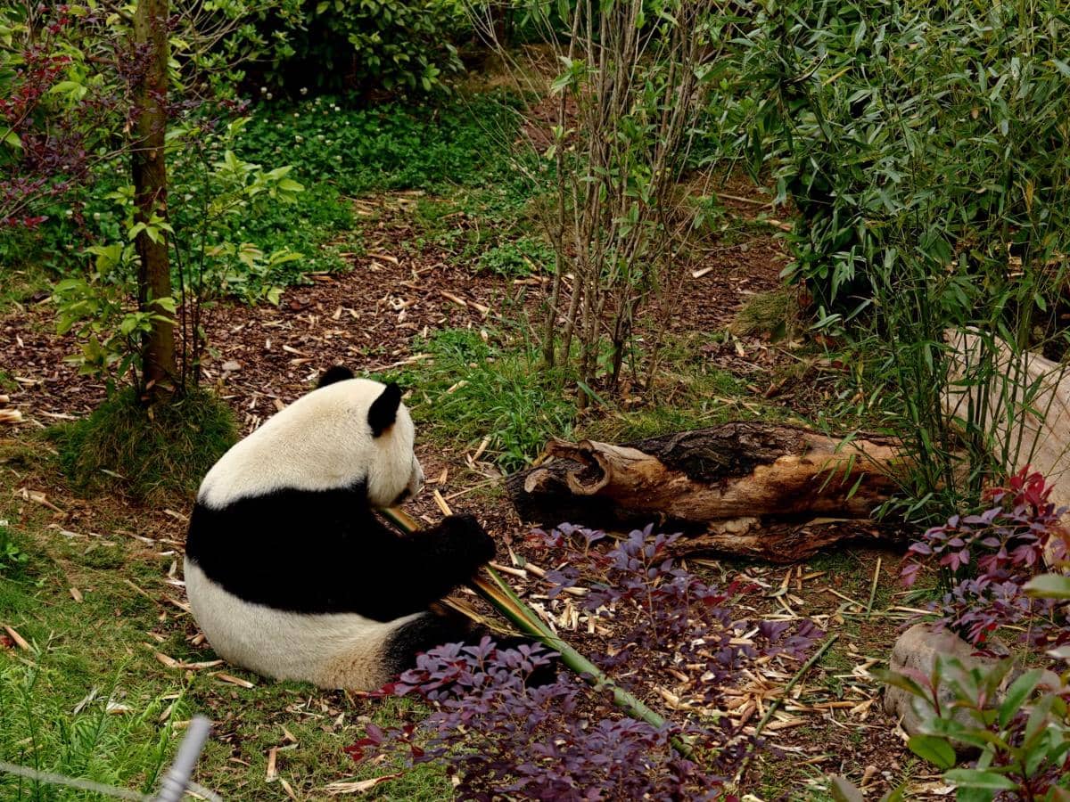 Melihat langsung kelucuan panda di Chengdu Research Base of Giant Panda Breeding. 