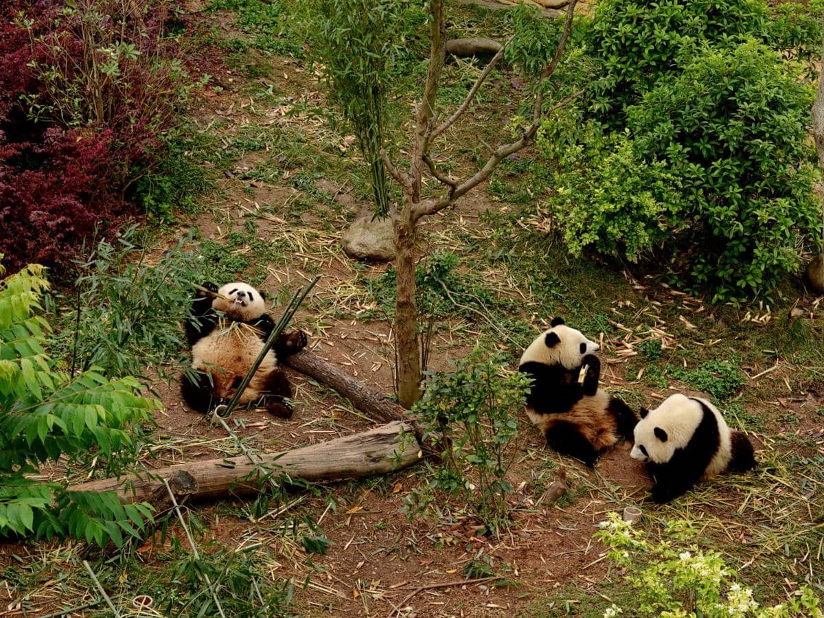 Menjelajahi Konservasi Panda Bersama OPPO Find X9 Ultra