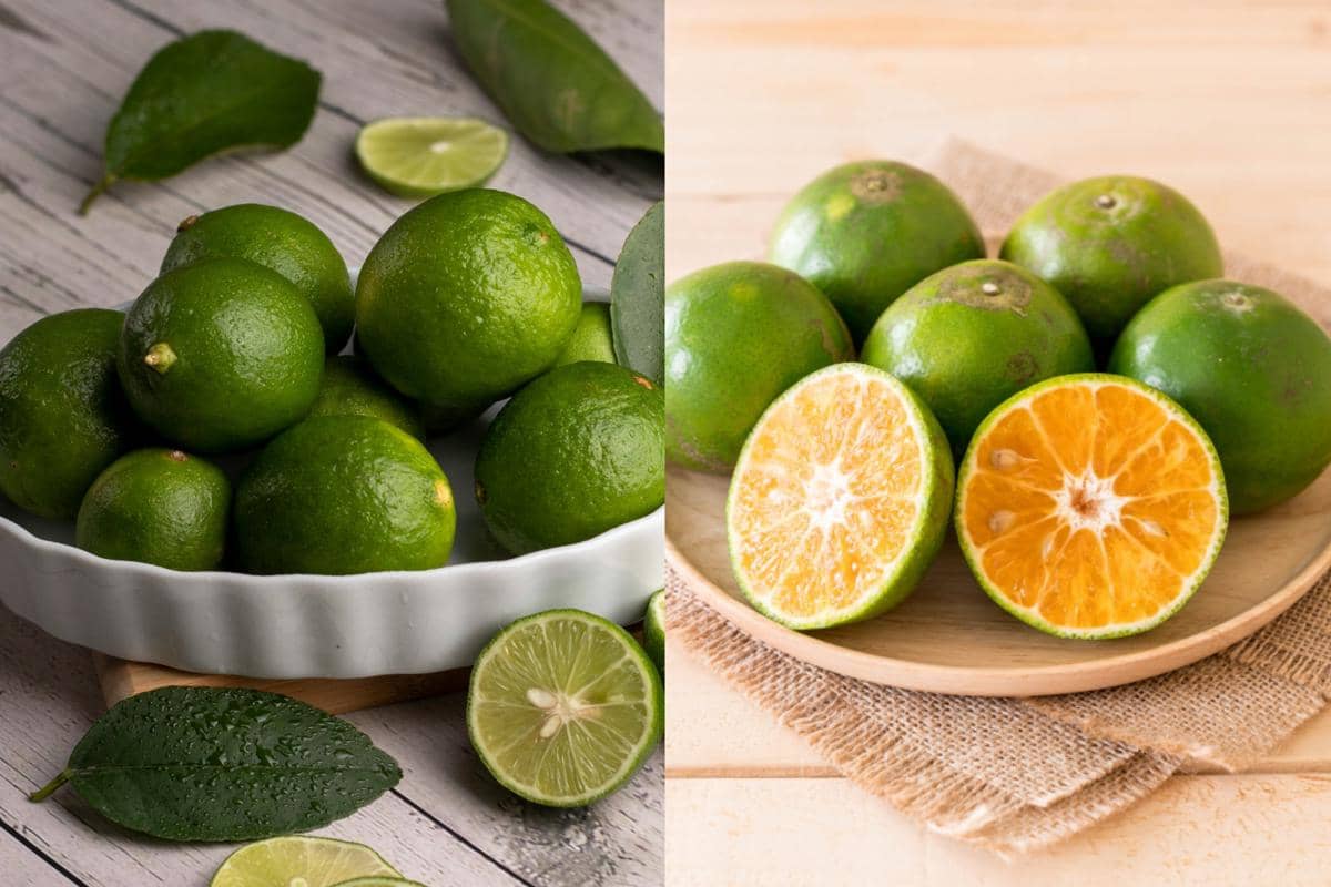 Jangan Tertukar, Ini 5 Perbedaan Jeruk Nipis dan Jeruk Kalamansi!