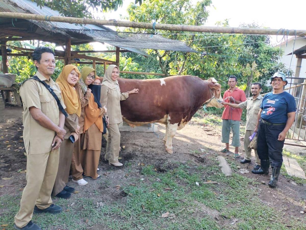 Sejumlah petugas dan peternak di Lombok Utara menyeleksi sapi calon hewan kurban bantuan Presiden di area kandang terbuka.