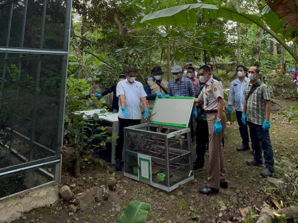 942 Ekor Burung Hasil Peredaran Satwa Liar di Lampung Dilepasliarkan