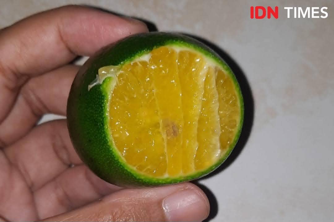 Potret jeruk kalamansi