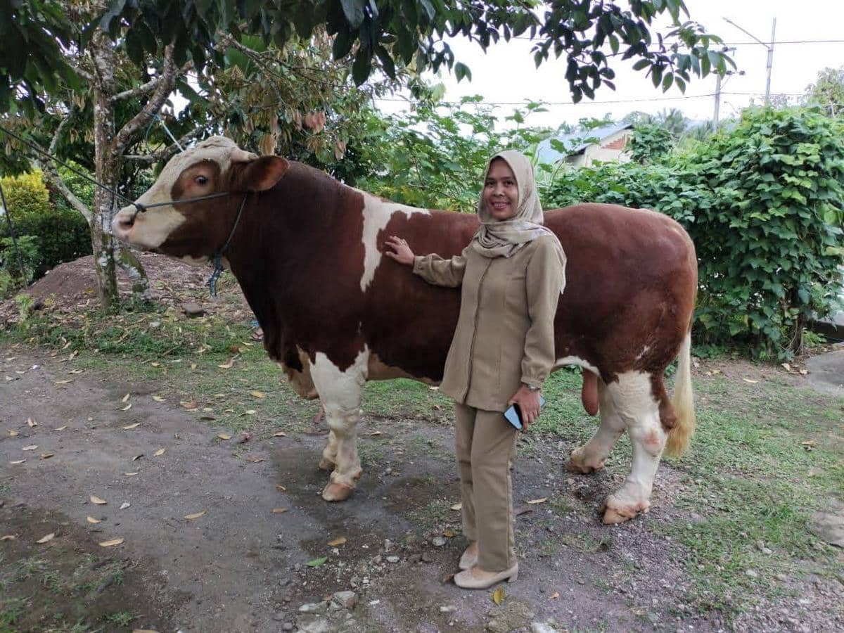 Seorang perempuan berdiri di samping sapi berwarna cokelat dan putih yang sedang diseleksi sebagai calon sapi kurban di Lombok Utara.