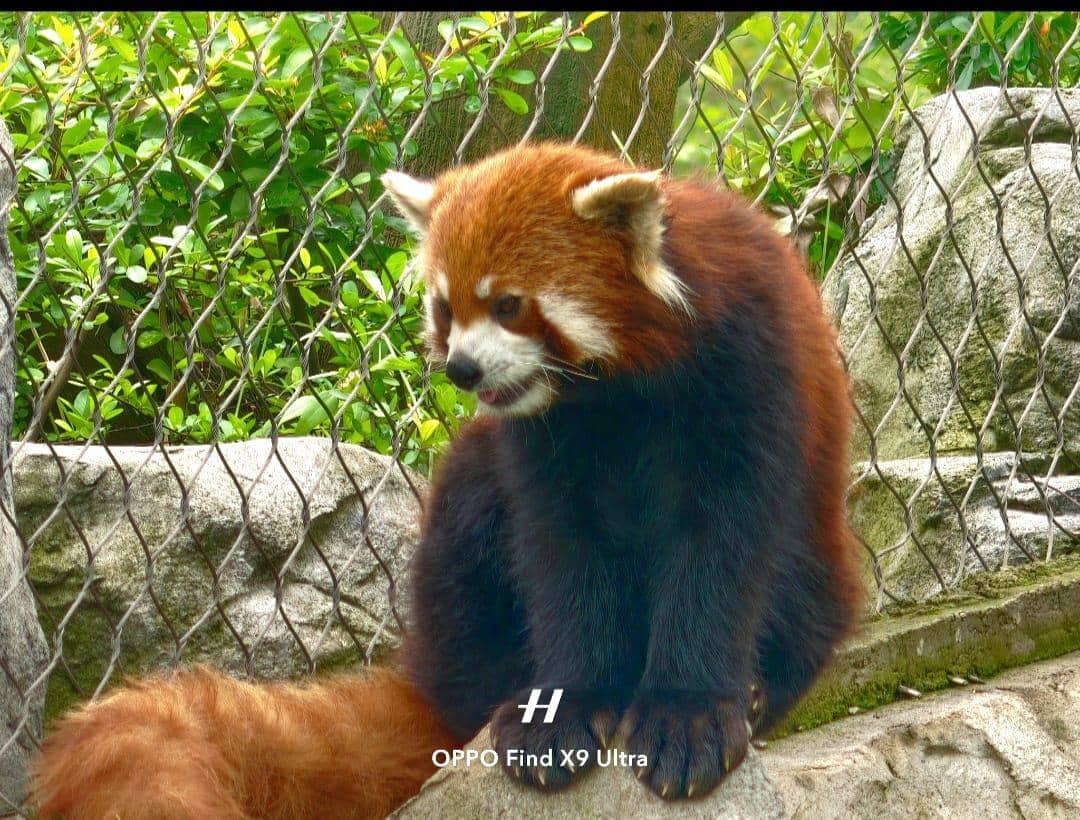 Melihat langsung kelucuan panda di Chengdu Research Base of Giant Panda Breeding. 