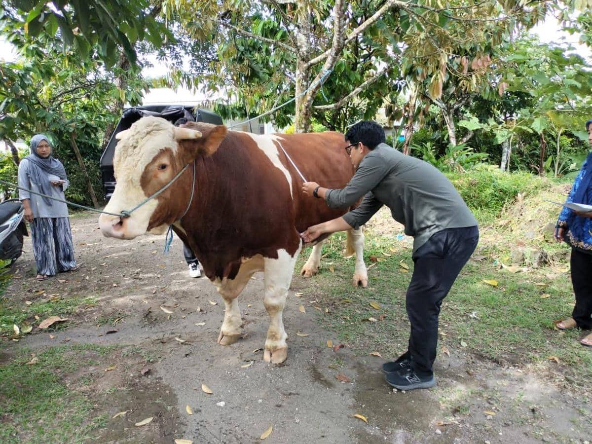 NTB Dapat 11 Ekor Sapi Kurban Presiden, Bobot Hingga 1 Ton