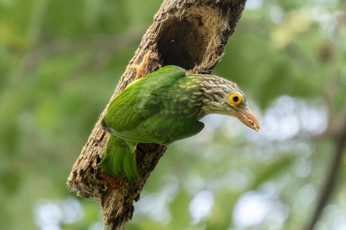5 Fakta Takur Bultok, Burung yang Suka Menyediakan Rumah bagi Spesies Lain