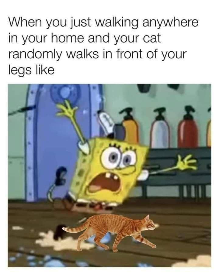 meme kucing tentang jalan