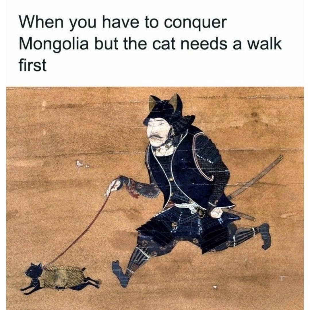 meme kucing tentang jalan