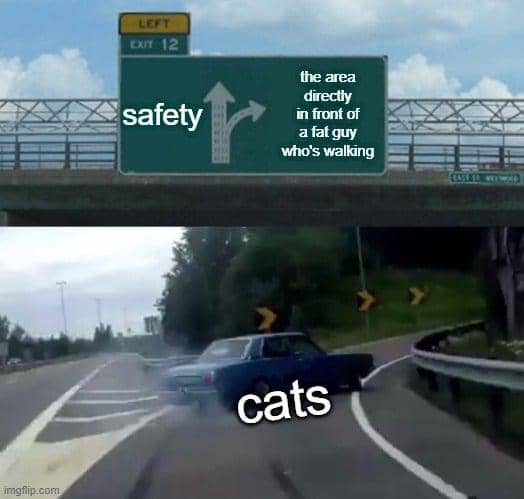 meme kucing tentang jalan