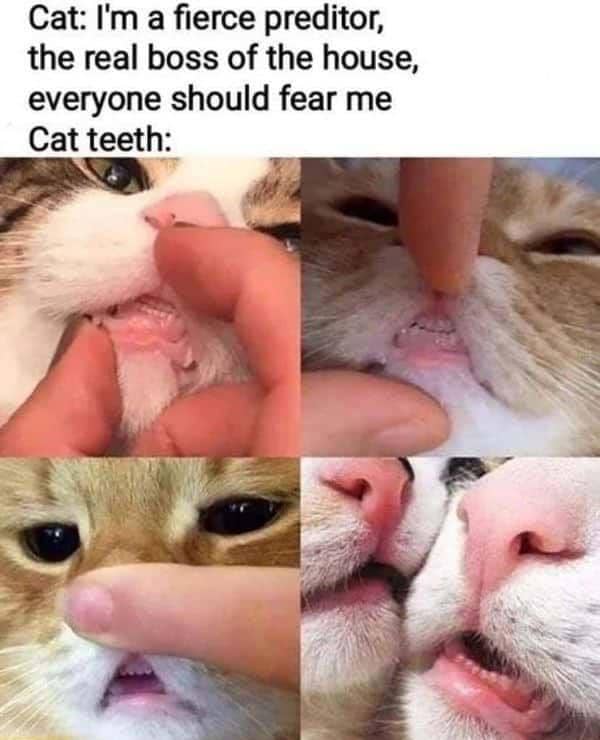 meme kucing tentang gigi