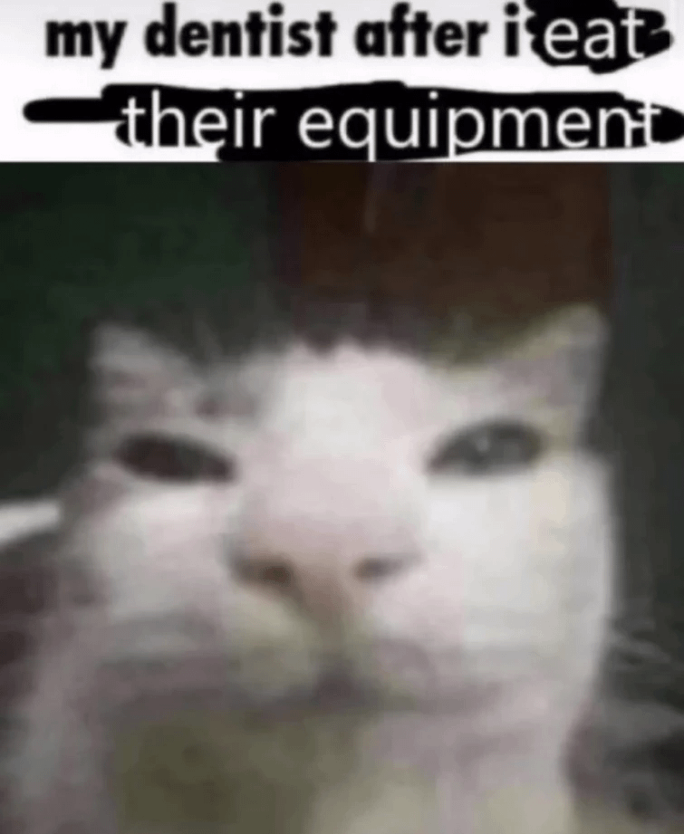 meme kucing tentang gigi