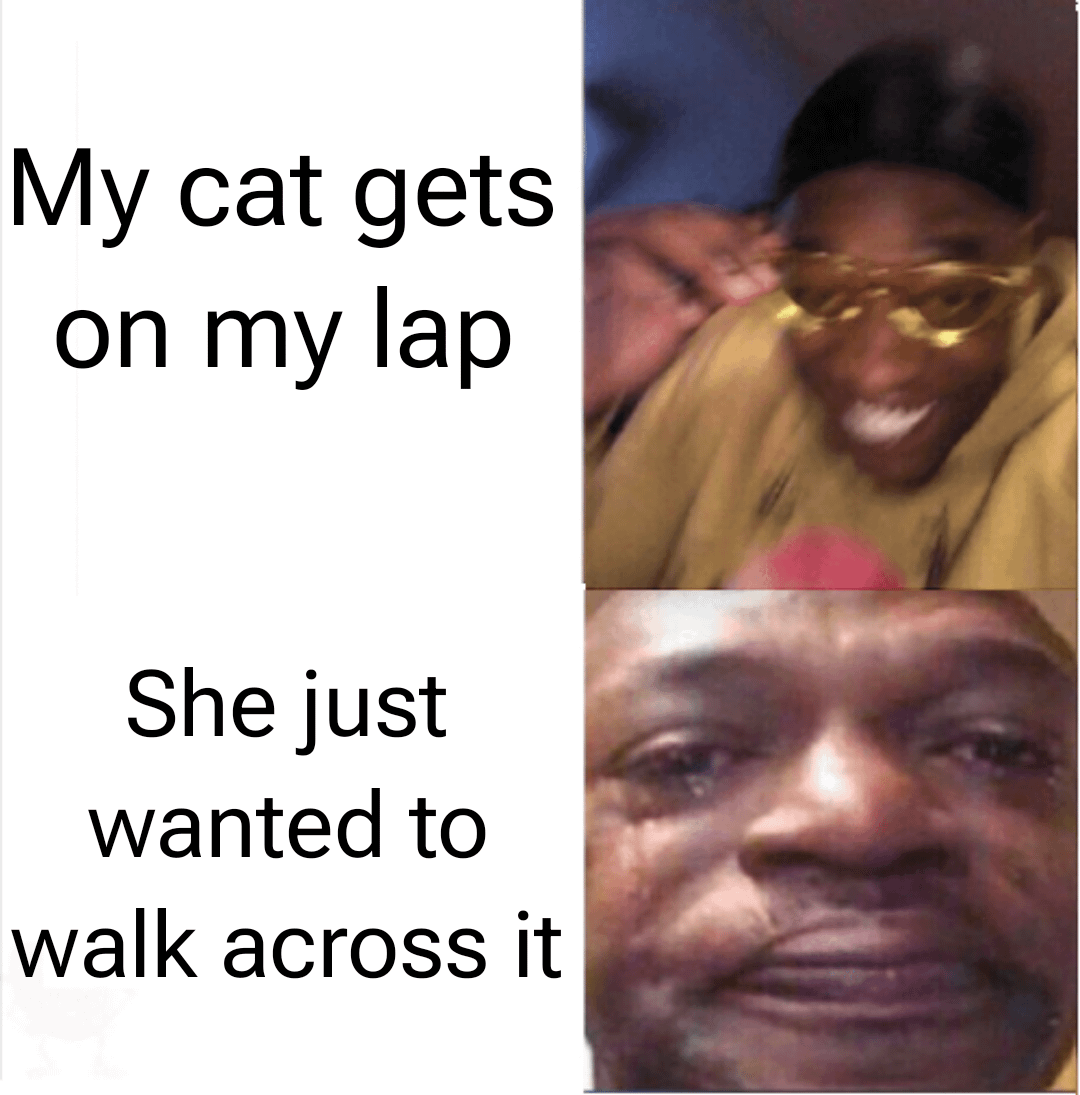 meme kucing tentang jalan