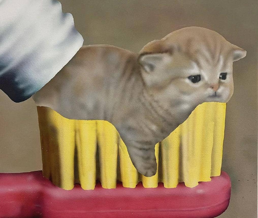 meme kucing tentang gigi