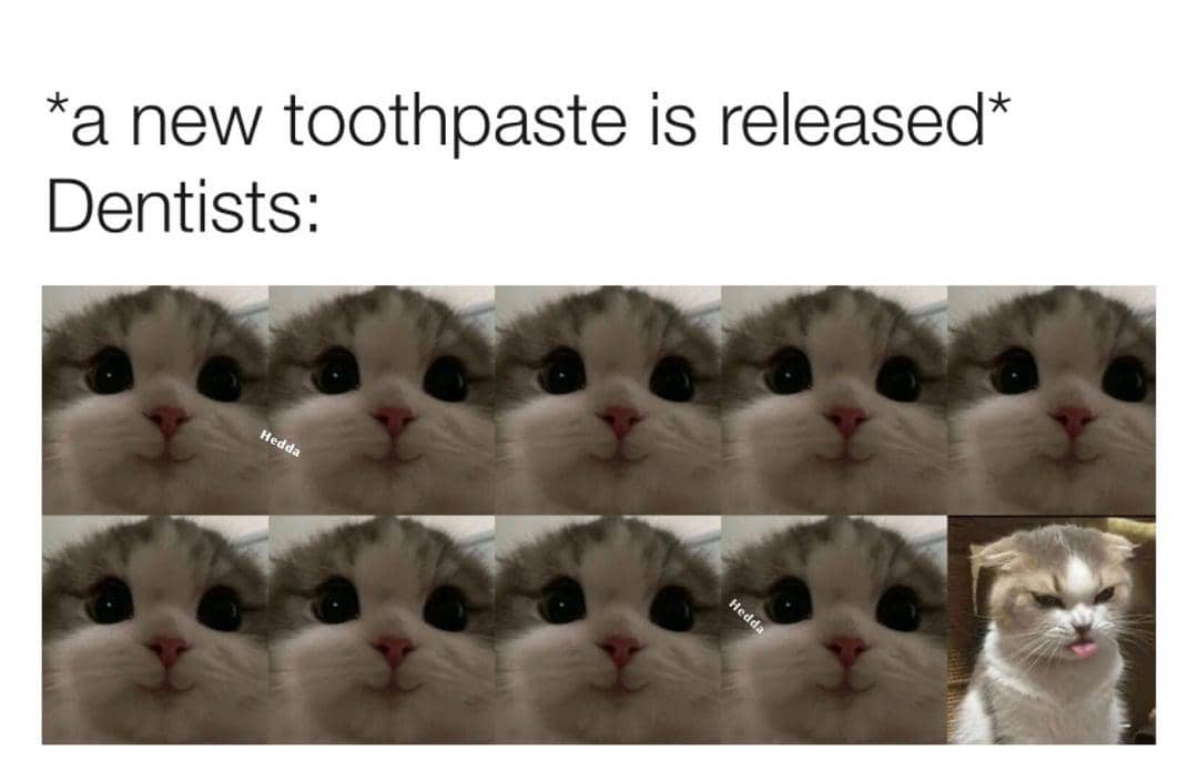 meme kucing tentang gigi