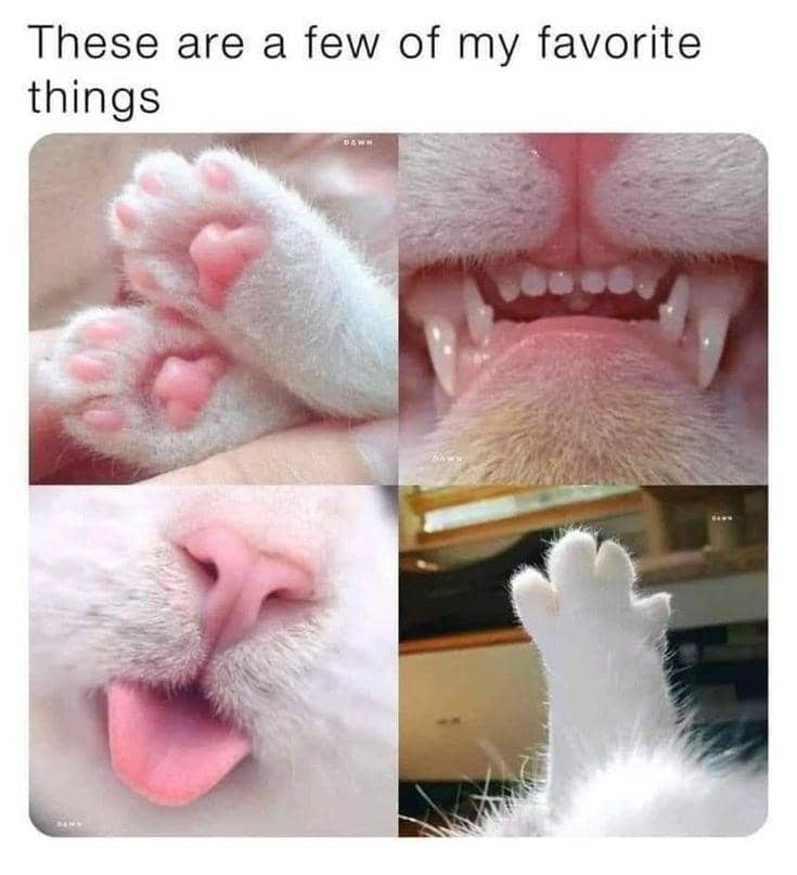 meme kucing tentang gigi