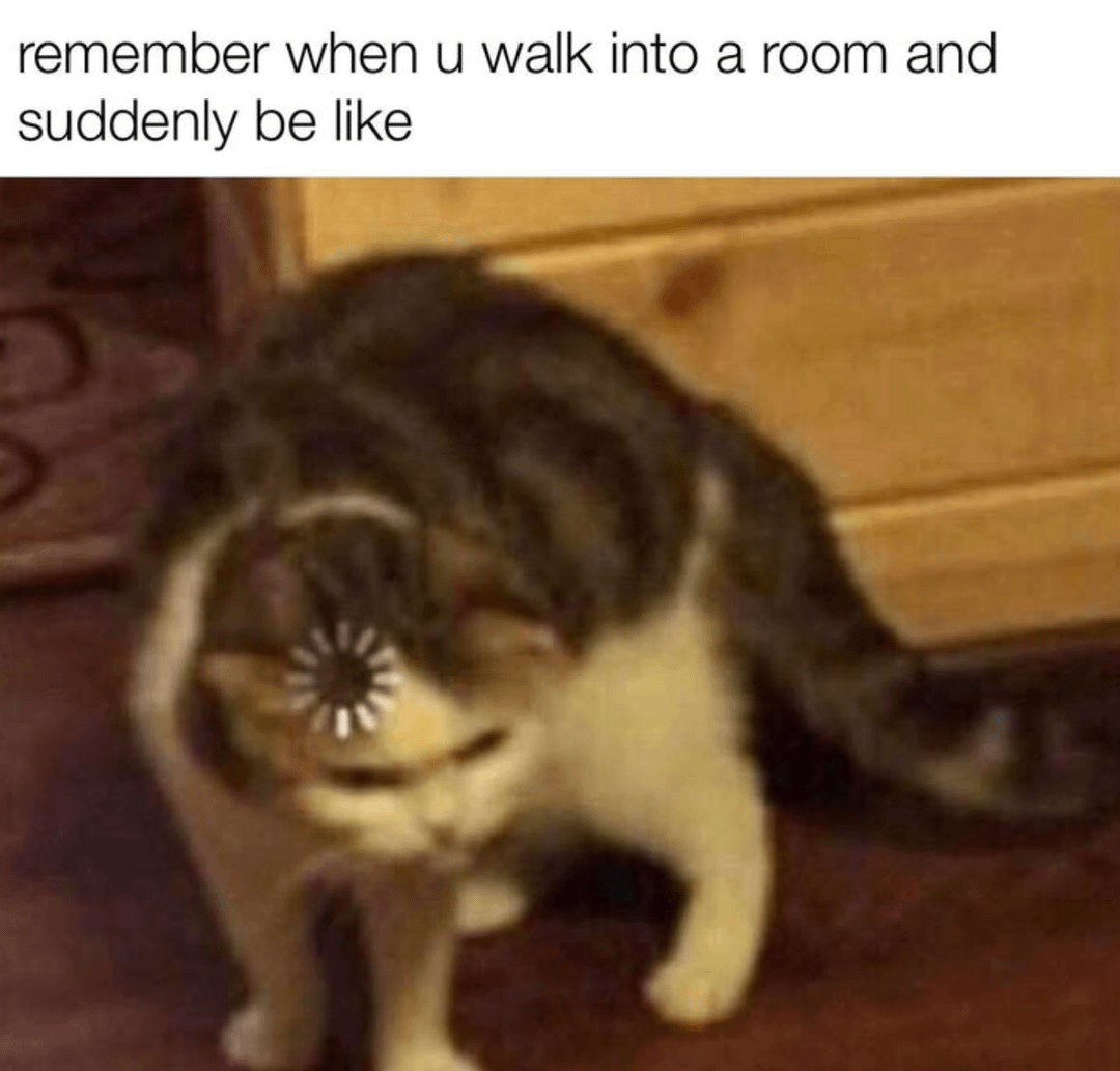 meme kucing tentang jalan