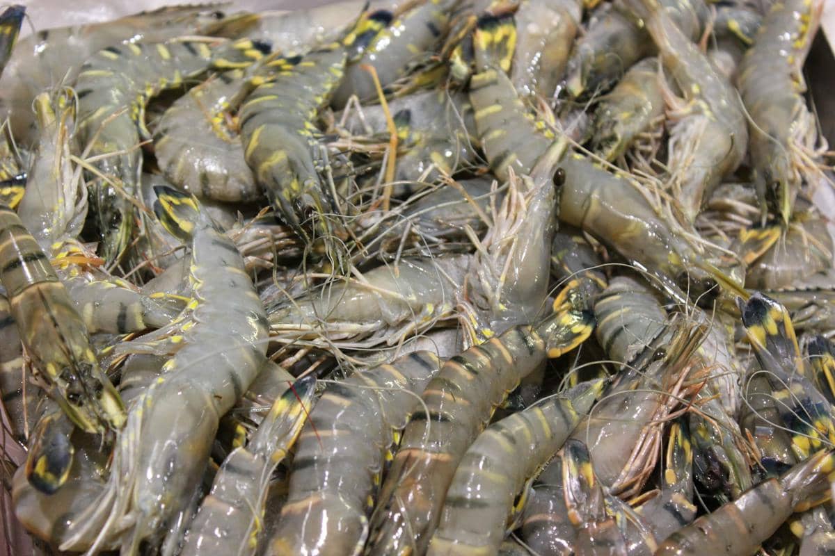 ilustrasi udang segar