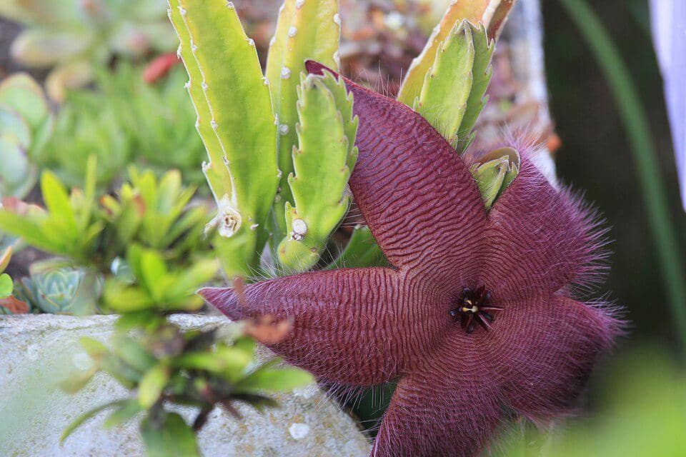 Bunga Stapelia hirsuta