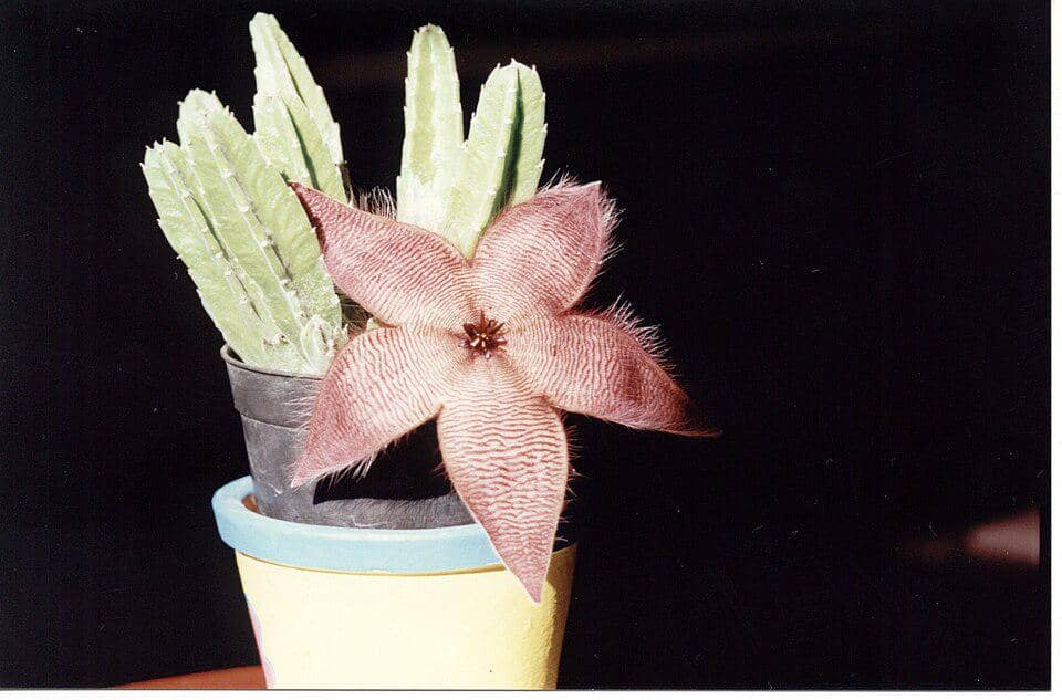 Bunga Stapelia hirsuta