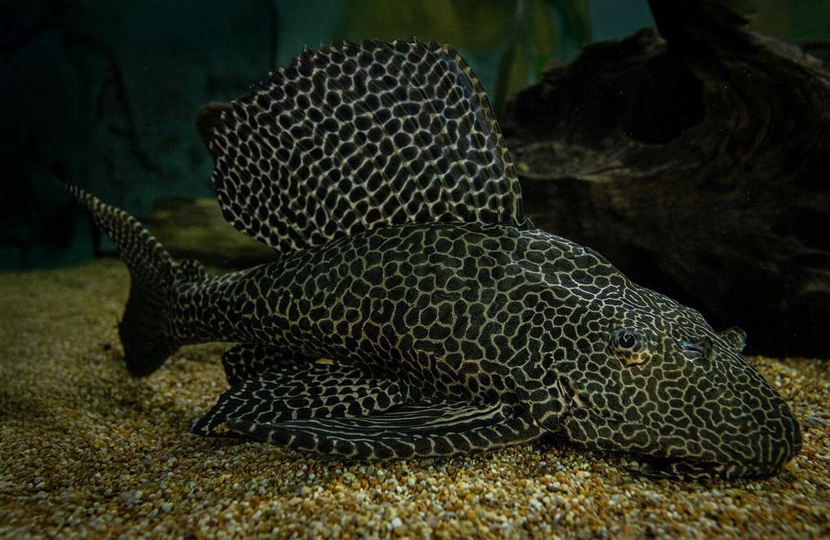 Kenapa Ikan Sapu-Sapu Bisa Invasi Sungai Tanpa Bisa Dihentikan?
