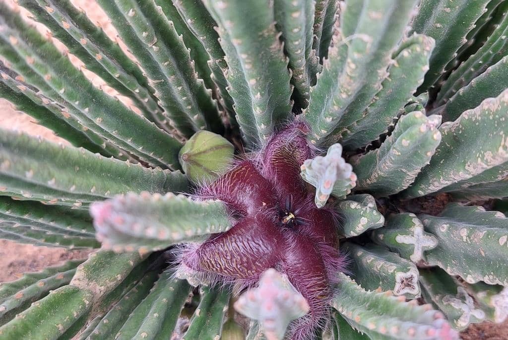 Bunga Stapelia hirsuta