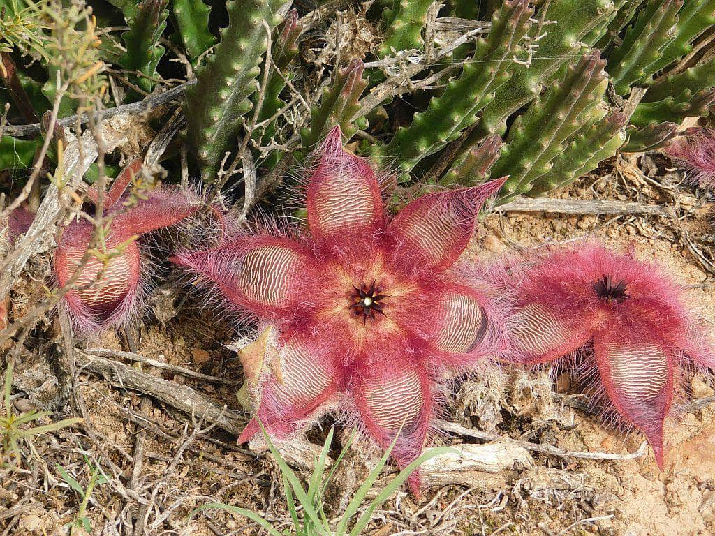 Bunga Stapelia hirsuta
