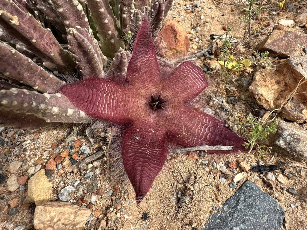Bunga Stapelia hirsuta