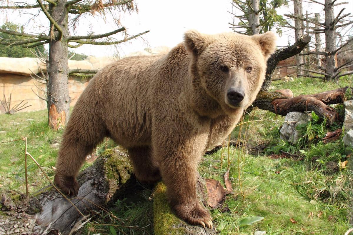 potret beruang coklat himalaya (Ursus arctos isabellinus) yang terancam punah