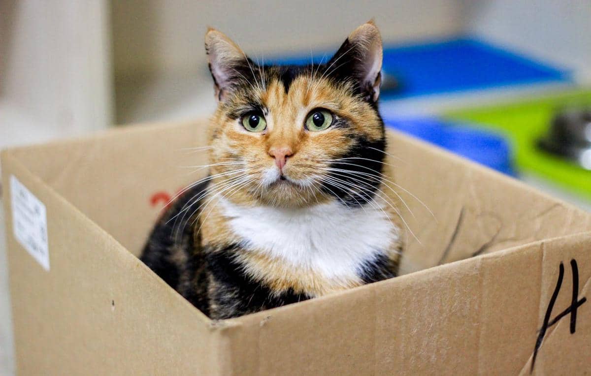 5 Hewan yang Tidak Bisa Merasakan Manis, Salah Satunya Kucing!