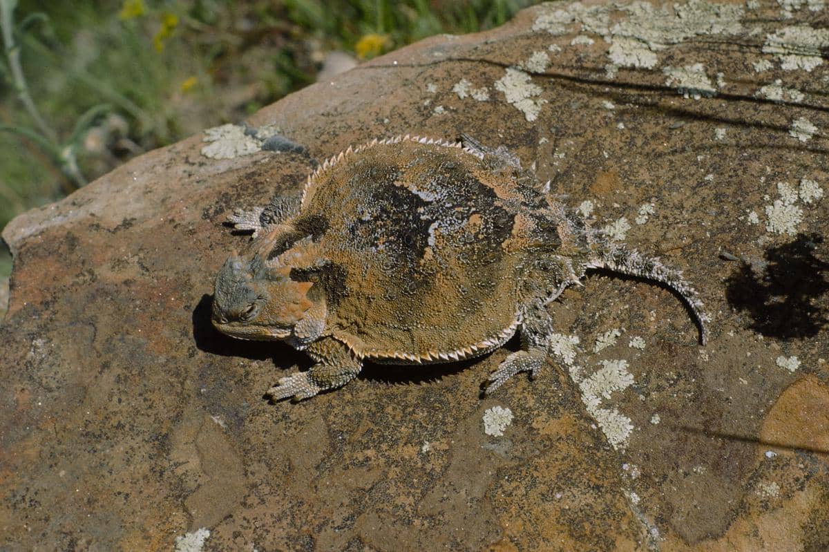 Kadal greater short horned (Phrynosoma hernandesi)