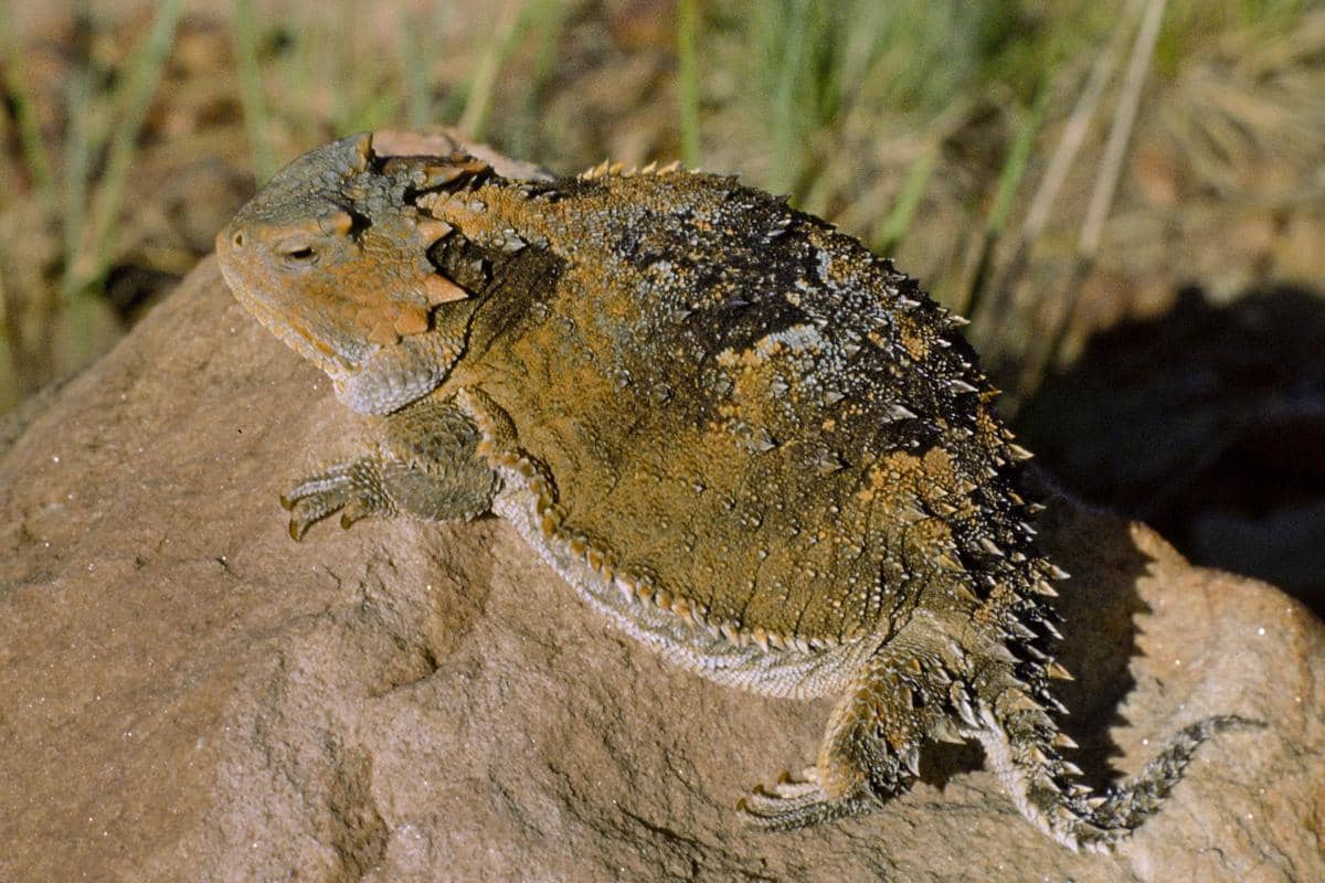 5 Fakta Kadal Greater Short Horned, Matanya Bisa Menyemprotkan Darah!