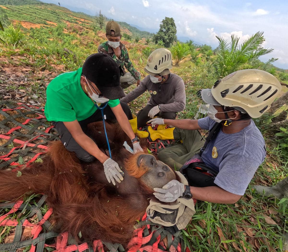 Terisolir di Tengah Kebun Warga, Orangutan Dievakuasi ke Leuser