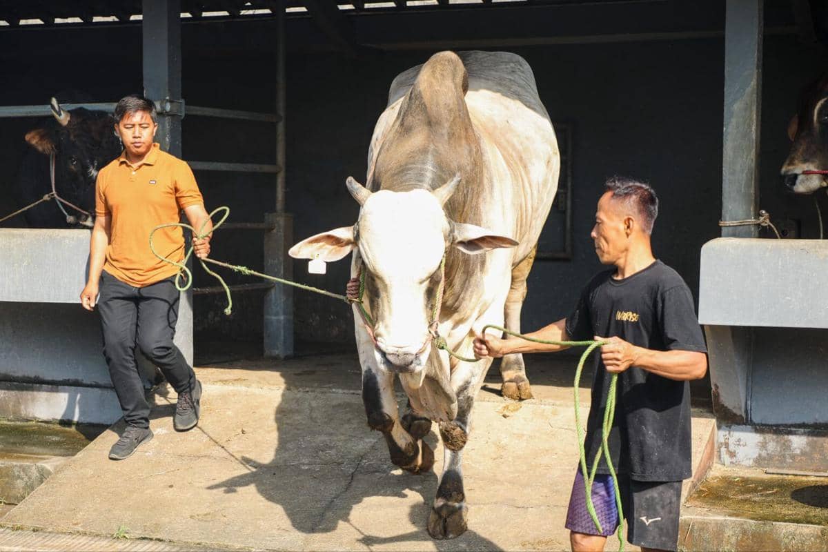 Keren! Milenial Purworejo Sukses Ternak Sapi Premium Berbasis Digital