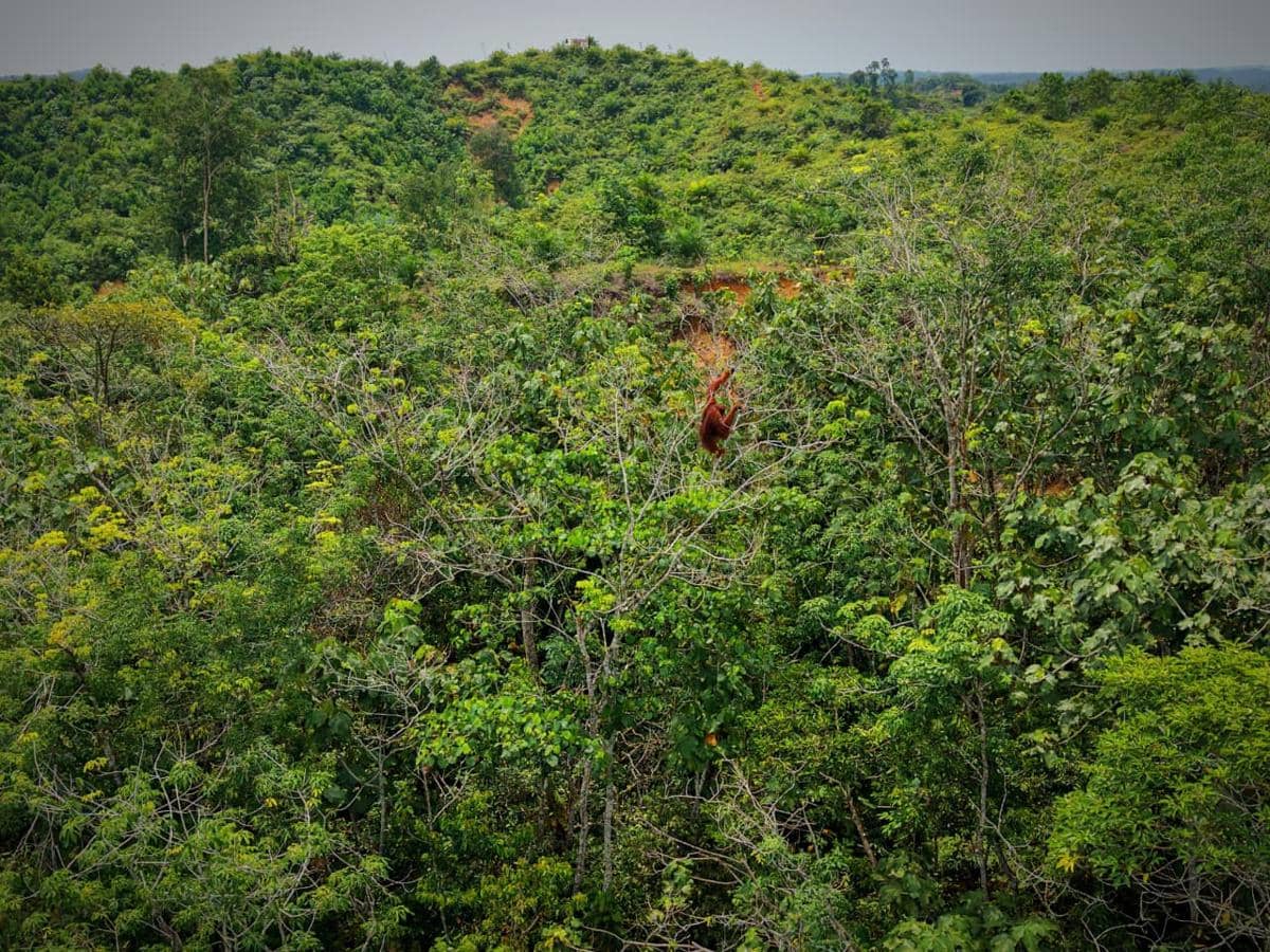 OU sudah berada di puncak pohon.jpeg